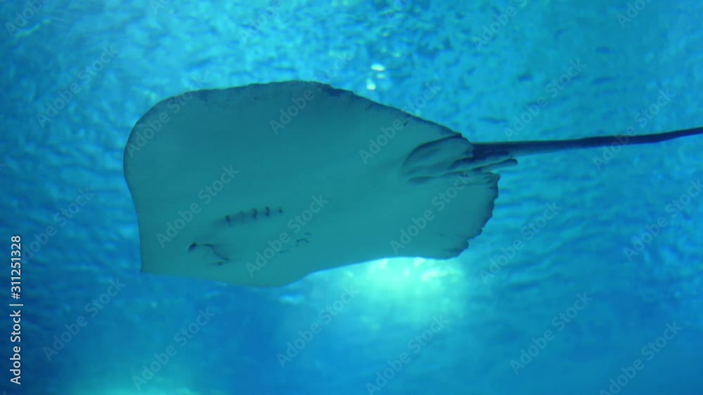 pink whipray stingray biology slow motion