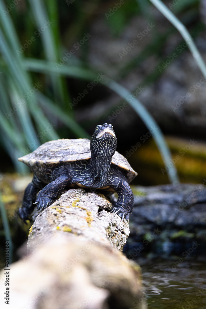 false map turtle false map turtle
