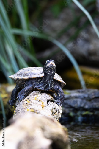 false map turtle