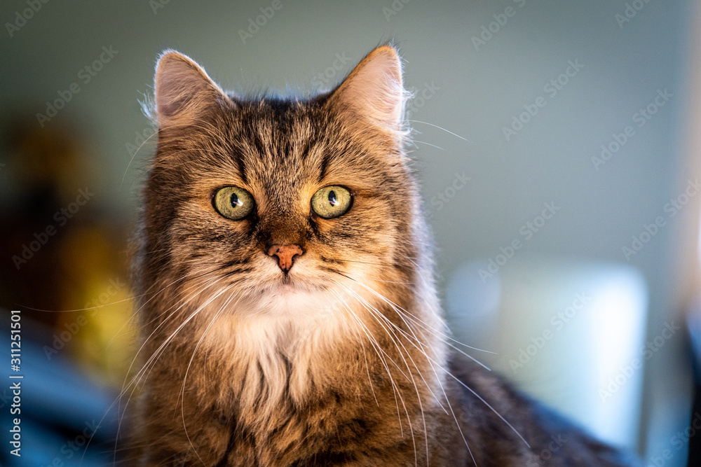 Fototapeta premium Nahaufnahme einer Hauskatze mit grünen Augen