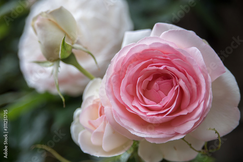 Close up of a rose