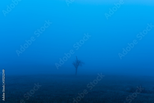 Single bare tree in the glowing blue fog