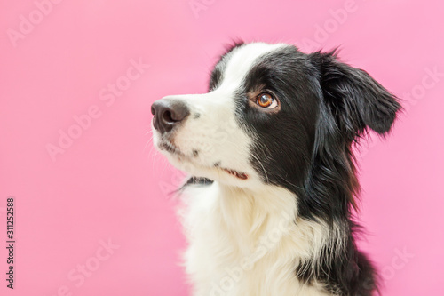 Funny studio portrait of cute smilling puppy dog border collie isolated on pink background. New lovely member of family little dog gazing and waiting for reward. Pet care and animals concept