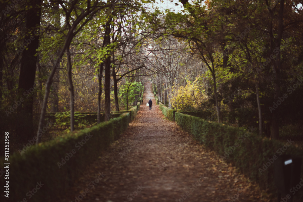 Camino Otoñal de un parque al aire libre