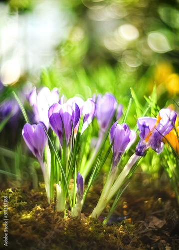 beautiful first spring flowers lilac crocuses on blurred background with bokeh photo