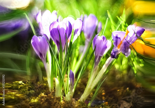 beautiful first spring flowers lilac crocuses on blurred background with bokeh photo