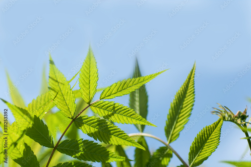 young leaves in spring against the sky, spring background young leaves in spring against the sky, spring background
