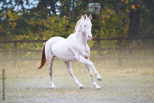 Isabella stallion with blue eyes. A horse gallops in a levada leaving a trail of dust © Tetiana Yurkovska