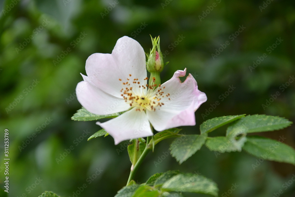 Delicate spring flowers of the Italian Alps Delicate spring flowers of the Italian Alps