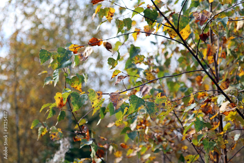 autumn leaves 
