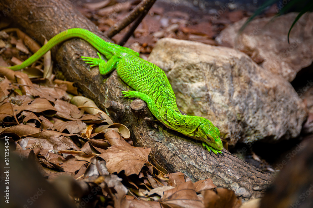 Lizard Emerald Tree Monitor or green tree monitor. Varanus Prasinus.