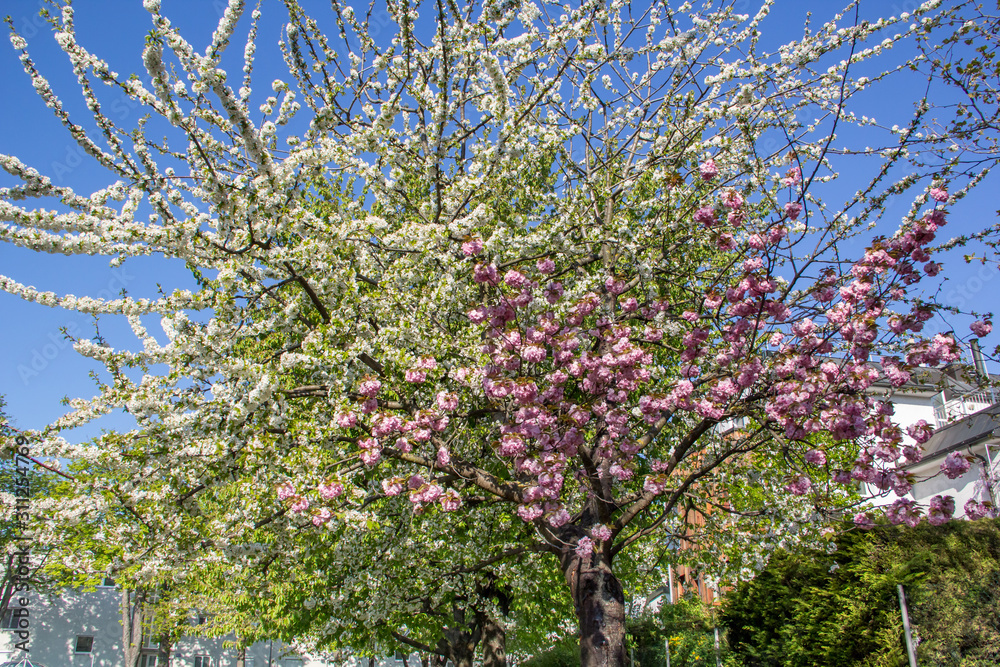 Kirschblütenbaum mit pinken und weißen Blüten Kirschblütenbaum mit pinken und weißen Blüten
