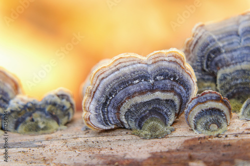 Blue turkey tail mushroom (Trametes versicolor) on a yellow background