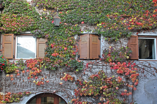 autunno; un rampicante veste la casa di nuovi colori photo