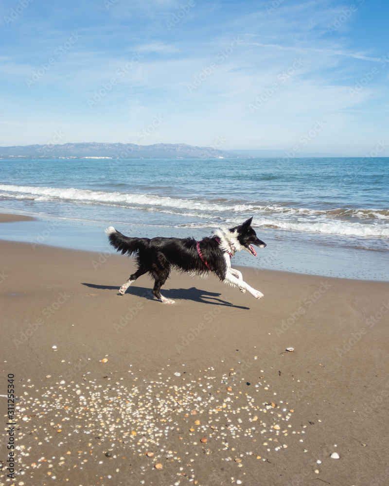 Border Collie Puppy Running on the sand of the beach Border Collie Puppy Running on the sand of the beach