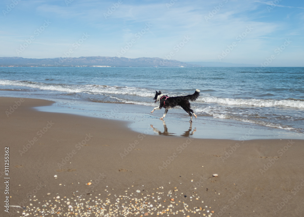 Border Collie Puppy Running on the sand of the beach Border Collie Puppy Running on the sand of the beach