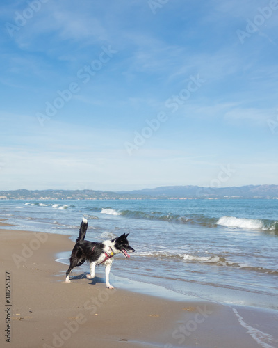 Border Collie Puppy Running on the sand of the beach