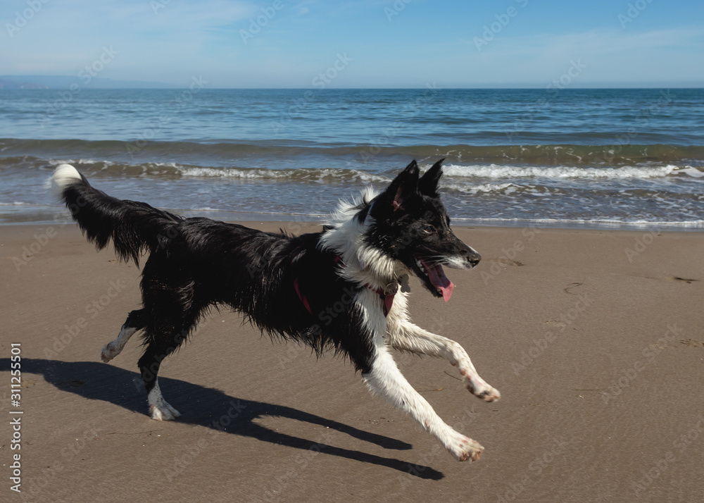 Border Collie Puppy Running on the sand of the beach Border Collie Puppy Running on the sand of the beach