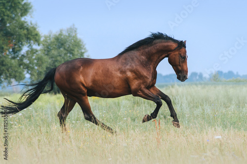 A beautiful bay horse jumps in a field against a blue sky. The exercise of a sports horse. Stallion runs free