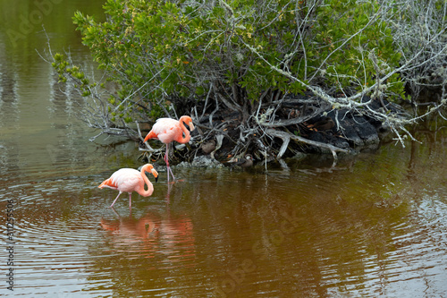 Two pink flamingos on the lake, Galapagos Island, Isla Isabela. With selective focus.