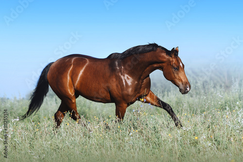 A beautiful bay horse jumps in a field against a blue sky. The exercise of a sports horse. Stallion runs free