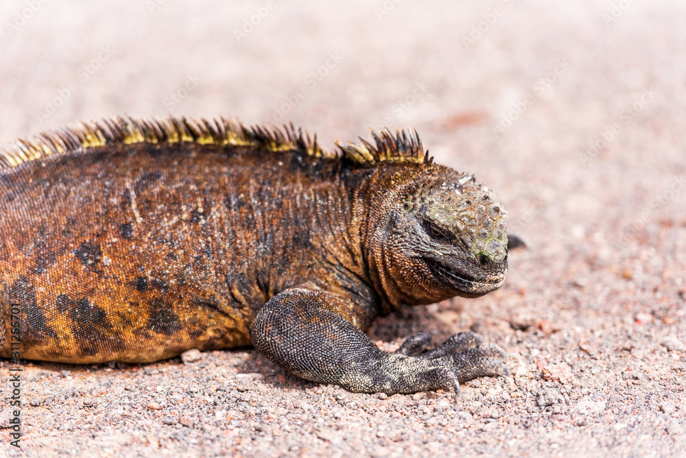 Marine iguanas outdoors, Galapagos Island, Isla Isabela. With selective focus. Marine iguanas outdoors, Galapagos Island, Isla Isabela. With selective focus.