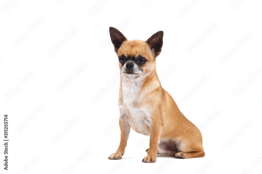 Little red-haired chihuahua breed dog isolated on white background