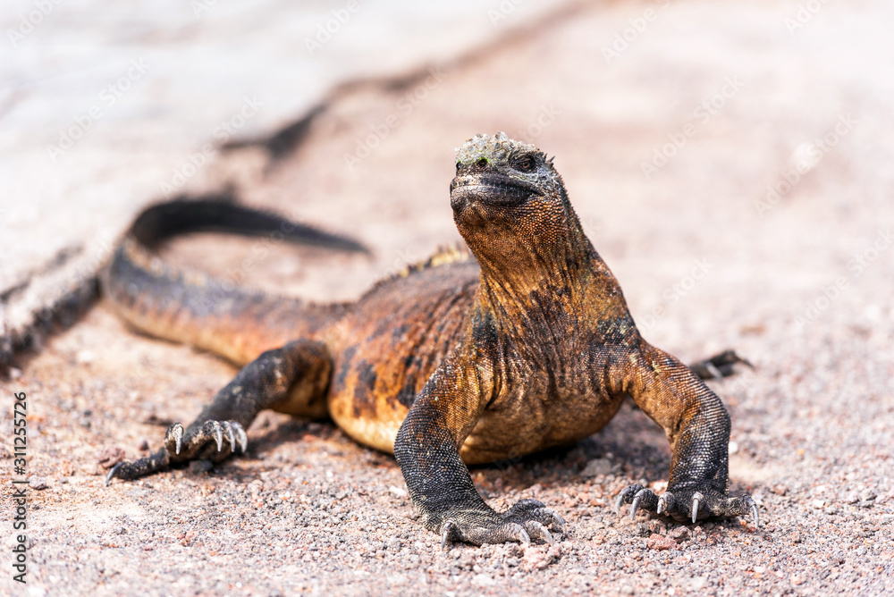 Marine iguanas outdoors, Galapagos Island, Isla Isabela. With selective focus. Marine iguanas outdoors, Galapagos Island, Isla Isabela. With selective focus.