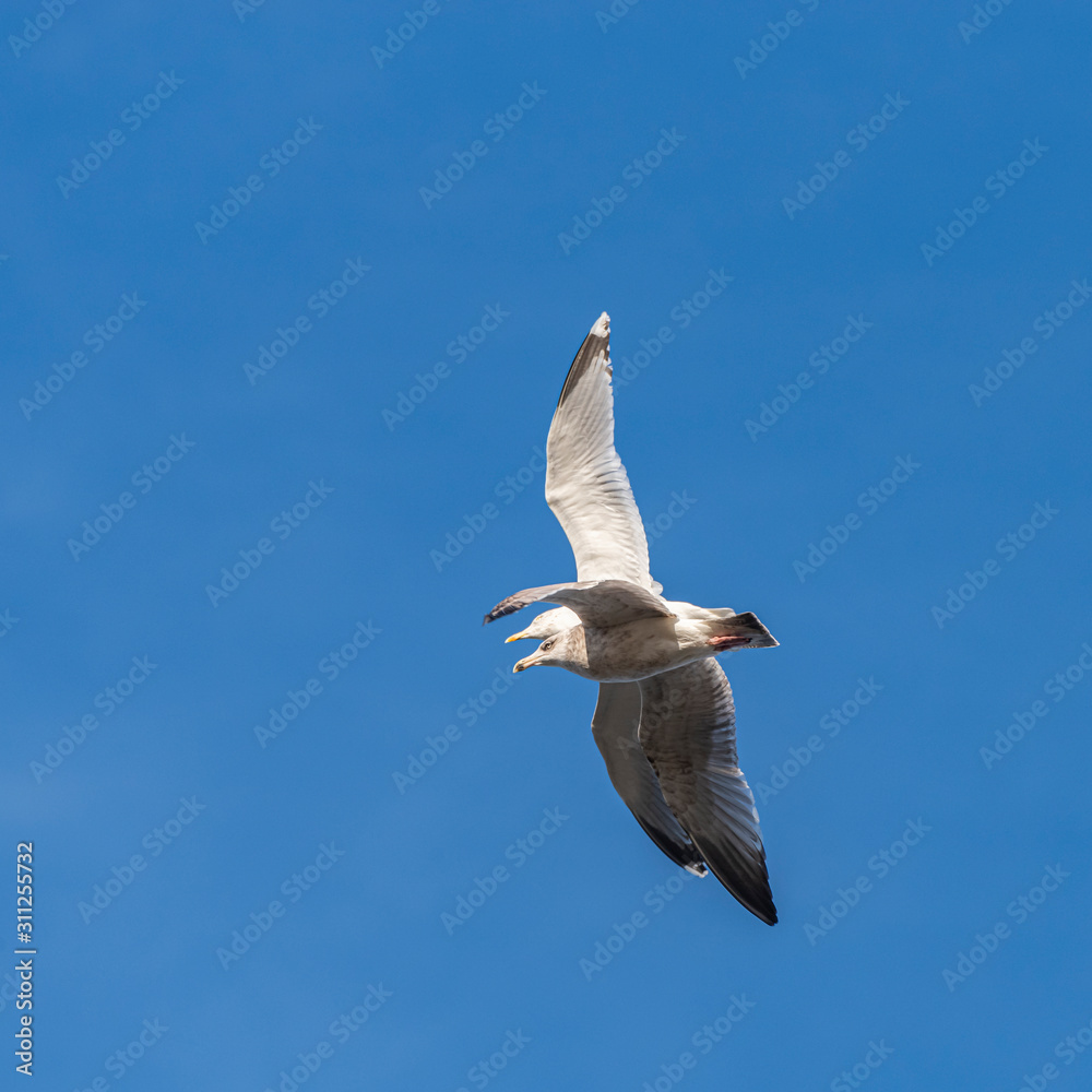 A Herring Gull (Larus argentatus) in second winter plumage and an adult in flight against a blue winter sky A Herring Gull (Larus argentatus) in second winter plumage and an adult in flight against a blue winter sky
