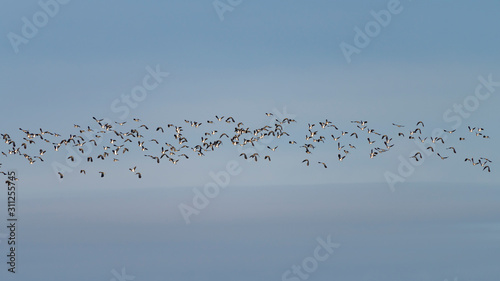 A flock of Northern lapwings (Vanellus vanellus) in flight against a winter sky. photo