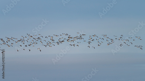 A flock of Northern lapwings (Vanellus vanellus) in flight against a winter sky.