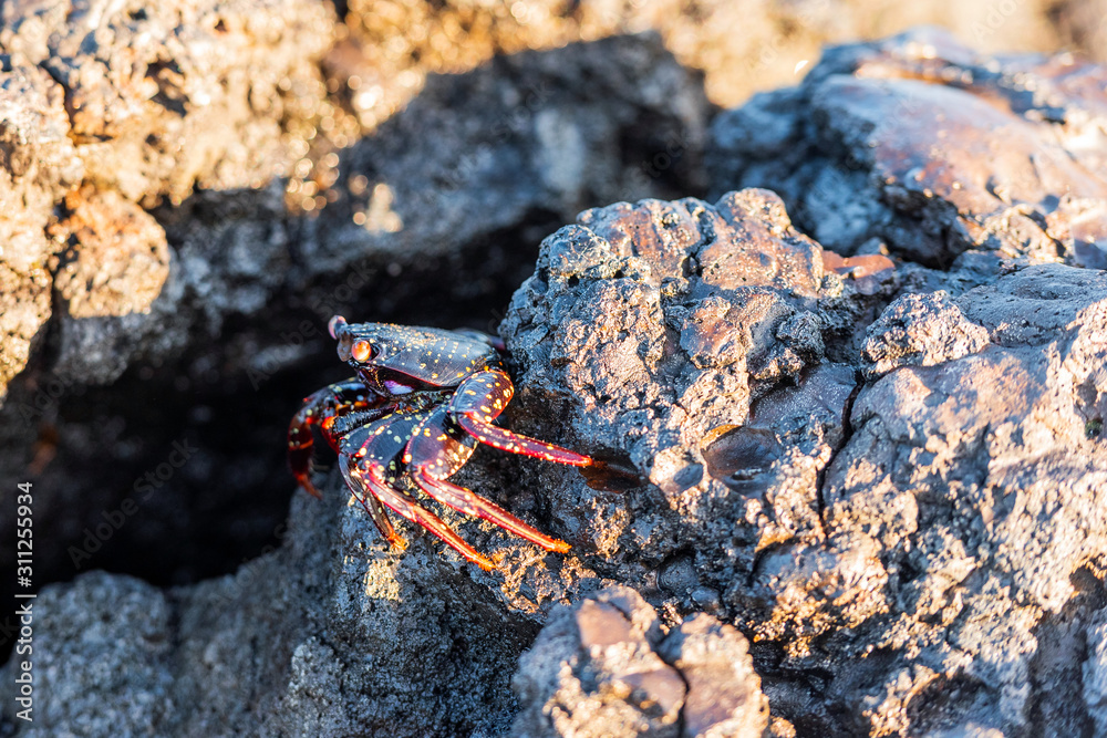Reef crabs on the stones, Galapagos Island, Isla Isabela. With selective focus.
