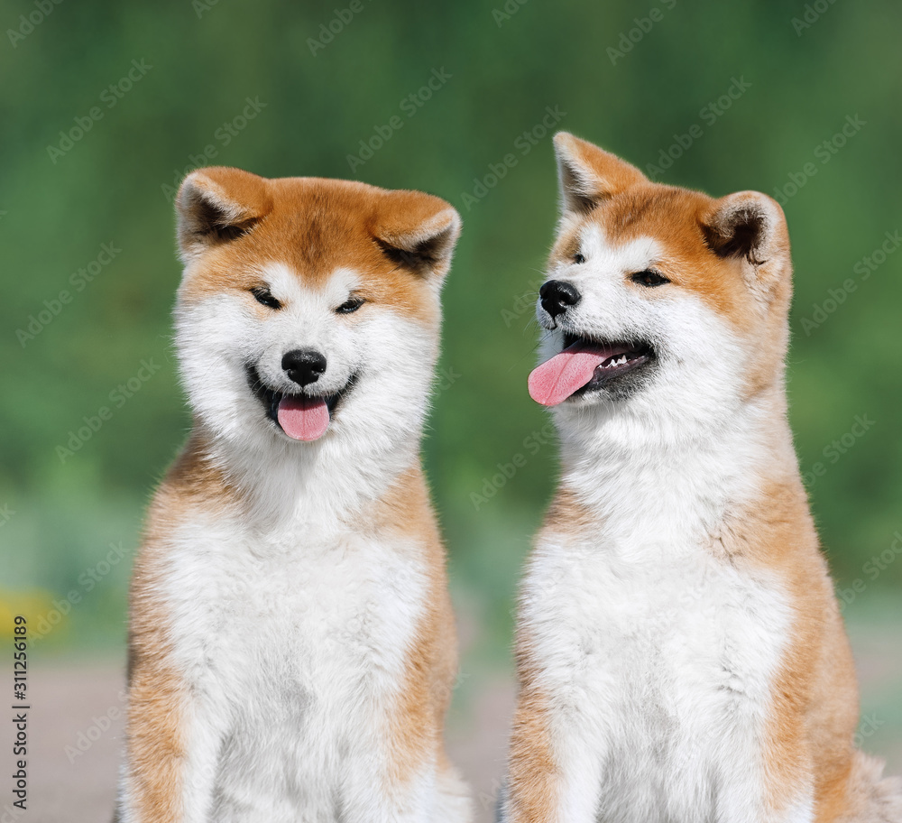 Portrait of two red puppies of Akita Inu on a green background. Lovely fluffy red puppies are smiling