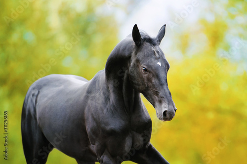 Portrait of a large black horse in motion against the background of autumn yellow foliage.