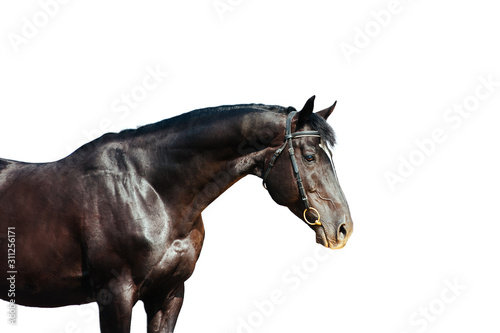 Portrait of a black horse isolated on white background