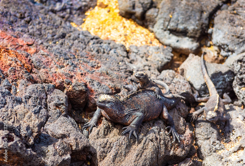 Marine iguanas on the stones  Galapagos Island  Isla Isabela. With selective focus.