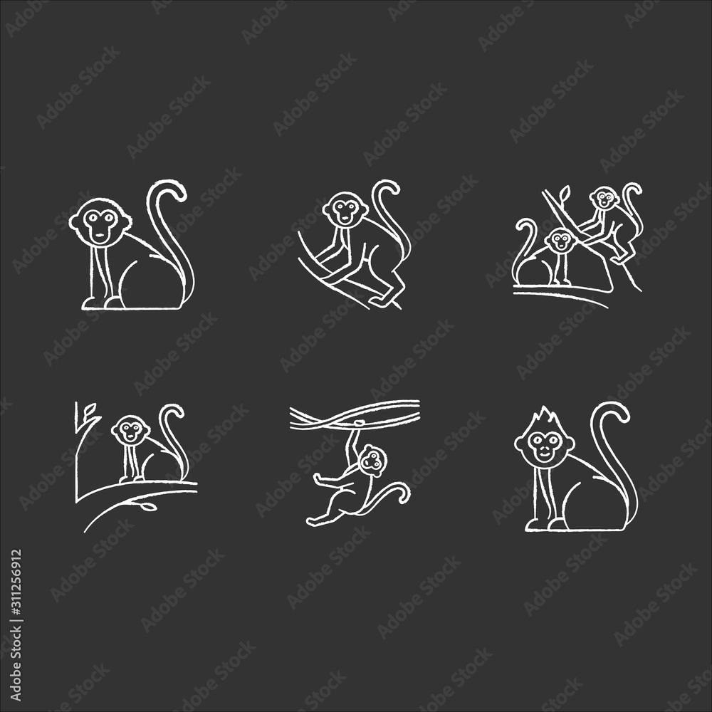 Monkeys in wild chalk icons set. Tropical country animals on trees. Exploring exotic Indonesian wildlife. Primate sitting. Visiting Balinese forest fauna. Isolated vector chalkboard illustrations Monkeys in wild chalk icons set. Tropical country animals on trees. Exploring exotic Indonesian wildlife. Primate sitting. Visiting Balinese forest fauna. Isolated vector chalkboard illustrations