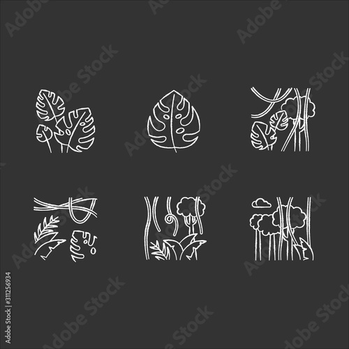 Rainforest plants chalk icons set. Evergreen forest vines. Swiss cheese plant. Trip to Indonesian jungle. Discovering Bali nature. Exploring tropical flora. Isolated vector chalkboard illustrations