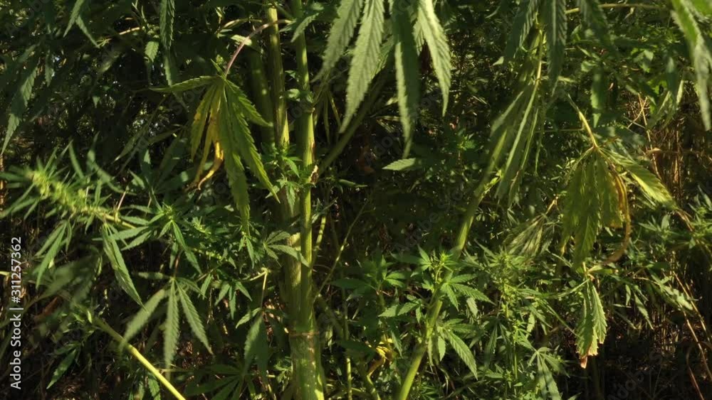 The leaves of a large hemp bush flutter in the wind The leaves of a large hemp bush flutter in the wind