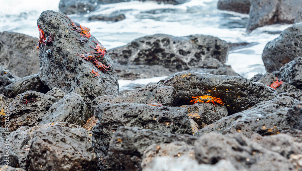 Red reef crabs on the stones, Galapagos Island, Santa Cruz Island- Port Ayora. With selective focus. Red reef crabs on the stones, Galapagos Island, Santa Cruz Island- Port Ayora. With selective focus.
