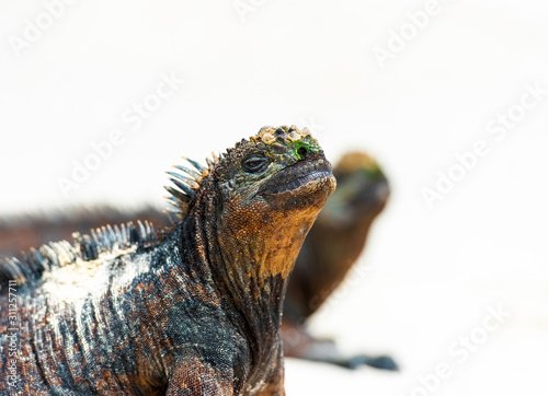 Marine iguanas on a sandy beach  Galapagos Island   Santa Cruz Island- Port Ayora. With selective focus.