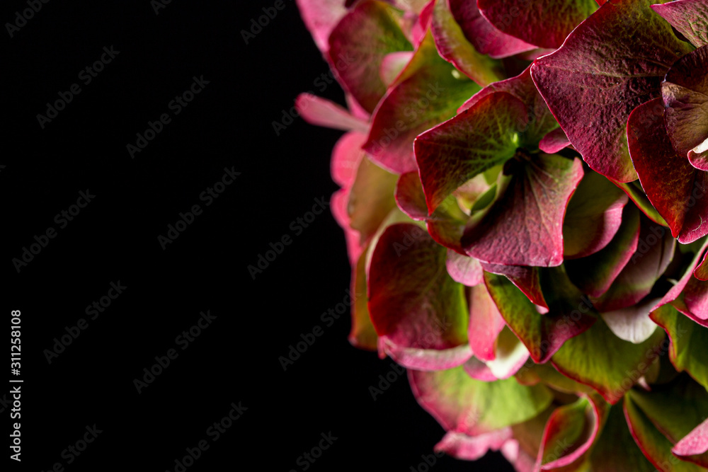 Red Hydrangea flower in bloom macro still on a black background Red Hydrangea flower in bloom macro still on a black background