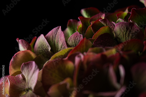 Hydrangea with red petals in bloom macro still on a dark black background