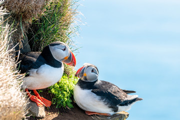 Atlantic puffin/Alca arctica closeup wildlife bird portrait in the steep cliffs of Latrabjarg in the  westfjords of the Icelandic wilderness. Animal, birds and photography concept.
