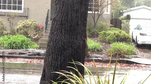 4K HD video of one ground squirrel hanging upside down on a tree trunk eating in the rain in the middle of a residential neighborhood.