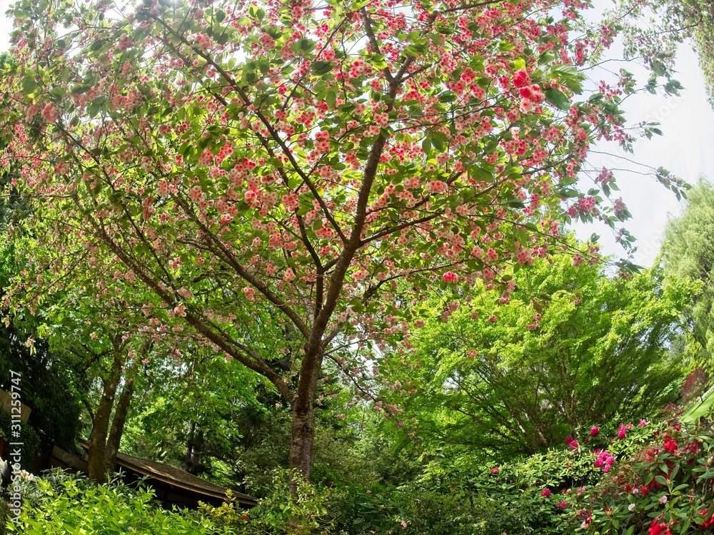 Spring garden Spring garden