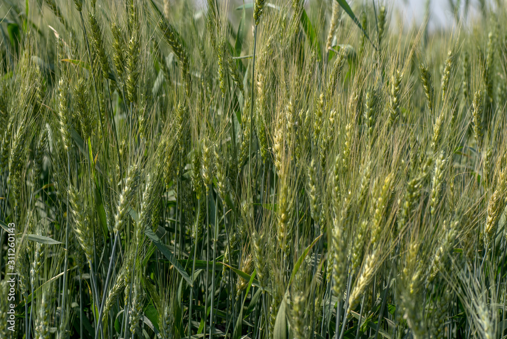 Green wheat at organic farm field Green wheat at organic farm field