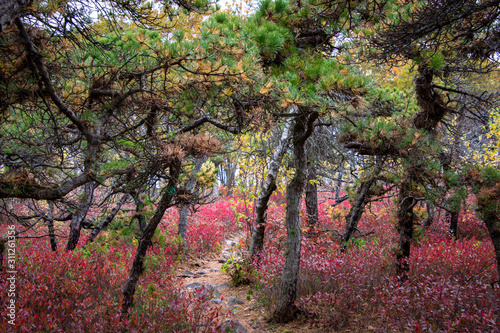 Shawangunk RIdge