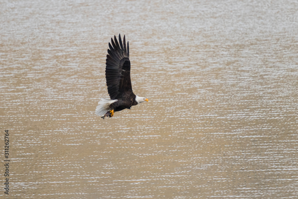 bald eagle grabs fish in northern idaho bald eagle grabs fish in northern idaho