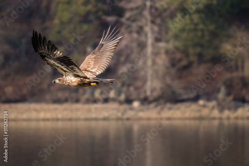 Juvenile Bald Eagle fly's along lake water